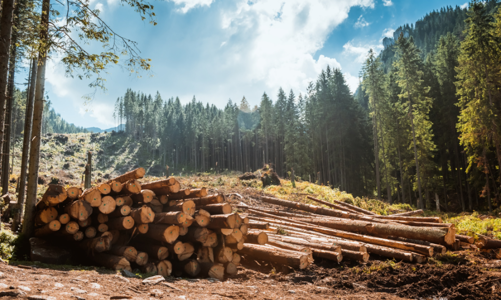 BC Supreme Court denies damages to forest licence holder operating on Haida Gwaii